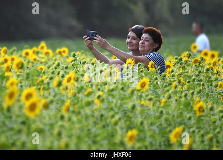 Au Maryland, aux États-Unis. 16 juillet, 2017. Les visiteurs parmi les tournesols à Mckee-Beshers selfies Wildlife Management Area dans le Maryland, aux États-Unis, le 16 juillet 2017. Credit : Yin Bogu/Xinhua/Alamy Live News Banque D'Images