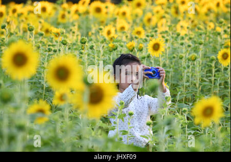 Au Maryland, aux États-Unis. 16 juillet, 2017. Une fille prend des photos de tournesols à Mckee-Beshers Wildlife Management Area dans le Maryland, aux États-Unis, le 16 juillet 2017. Credit : Yin Bogu/Xinhua/Alamy Live News Banque D'Images