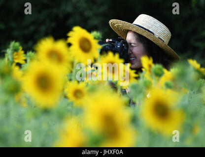 Au Maryland, aux États-Unis. 16 juillet, 2017. Un visiteur prend des photos de tournesols à Mckee-Beshers Wildlife Management Area dans le Maryland, aux États-Unis, le 16 juillet 2017. Credit : Yin Bogu/Xinhua/Alamy Live News Banque D'Images