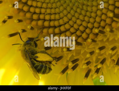 Au Maryland, aux États-Unis. 16 juillet, 2017. Une abeille se pose sur un tournesol à Mckee-Beshers Wildlife Management Area dans le Maryland, aux États-Unis, le 16 juillet 2017. Credit : Yin Bogu/Xinhua/Alamy Live News Banque D'Images