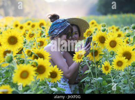 Au Maryland, aux États-Unis. 16 juillet, 2017. Les visiteurs de prendre des photos de tournesols à Mckee-Beshers Wildlife Management Area dans le Maryland, aux États-Unis, le 16 juillet 2017. Credit : Yin Bogu/Xinhua/Alamy Live News Banque D'Images