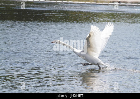 Londres, Royaume-Uni. 17 juillet, 2017. Un cygne se prépare pour le vol à Hyde Park que les températures devraient atteindre les mi années '20 celsius Crédit : amer ghazzal/Alamy Live News Banque D'Images