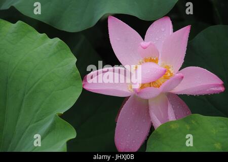 Anyang. 16 juillet, 2017. Photo prise le 16 juillet 2017 montre lotus sous la pluie à People's Park, ville d'Anyang, province du Henan en Chine centrale. Credit : Liu Xiaokun/Xinhua/Alamy Live News Banque D'Images