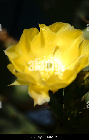 Gros plan de la macro d'un cactus fleur jaune de l'Opuntia engelmannii. Banque D'Images