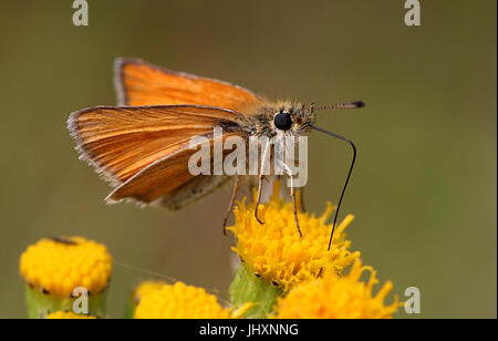 Essex Skipper ou hespérie (Thymelicus lineola) se nourrissent d'une fleur. Banque D'Images