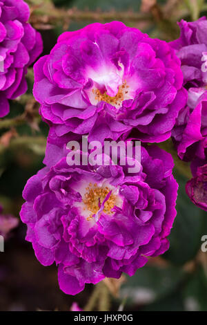 Fleurs double de l'ancienne variété de mousses arbustives, Rose Rosa 'William Lobb' Banque D'Images