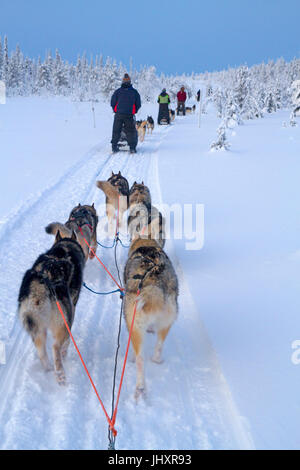 Traîneau à chiens dans le Parc National d'Oulanka Banque D'Images