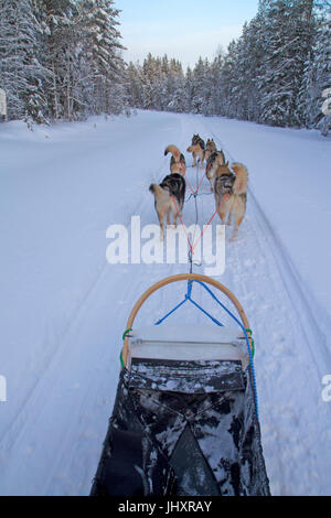Traîneau à chiens dans le Parc National d'Oulanka Banque D'Images