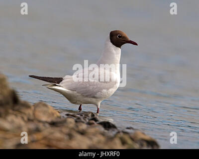 Mouette noir plumage en été perché sur le roc Banque D'Images