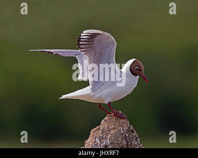 Mouette noir perché sur rock avec les extensions relevées Banque D'Images