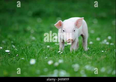 Jeune cochon sur un gazon vert printemps Banque D'Images