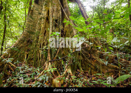 Renforcer les racines des arbres dans les forêts tropicales Banque D'Images