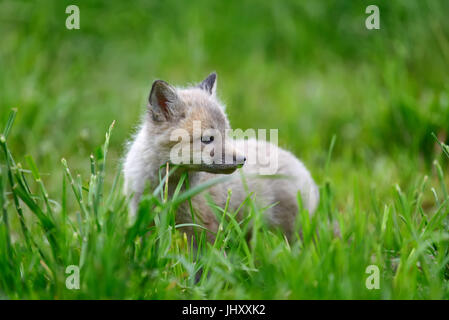 Close up baby Silver Fox dans l'herbe Banque D'Images