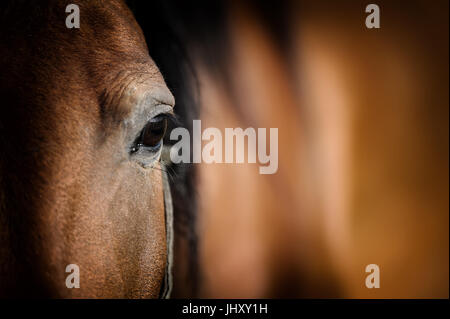 Close-up eye of Arabian Bay horse Banque D'Images