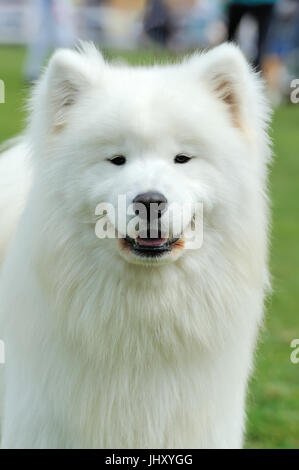 Fermer white Samoyède portrait dans l'herbe d'été vert Banque D'Images