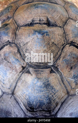 Close-up turtle shell détail de texture Banque D'Images