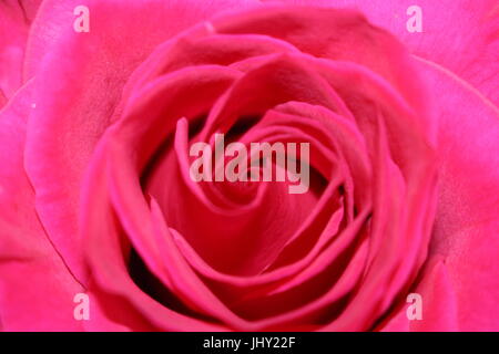 Rose, centre de rose, centre de rose, rose, macro close up of pink rose, Close up of pink flower, fleur rose, Banque D'Images