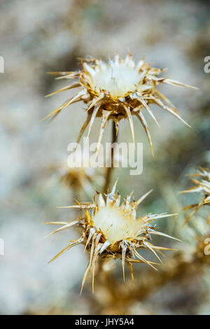 Cardus marianus à sec ou le chardon-Marie (Silybum marianum). Banque D'Images