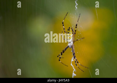 Pin du Wasp, Argiope bruennichi (Argiope bruennichi , Wespenspinne) Banque D'Images