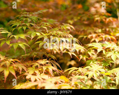 L'érable fente japonais (Acer palmatum Dissectum) - Japanese maple (Acer palmatum Dissectum), Japanischer Schlitzahorn (Acer palmatum Dissectum) Japonais - Banque D'Images