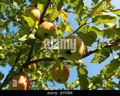 Accrocher les pommes sur un arbre - Pommes sur un arbre, Äpfel auf einem Baum hängen - Pommes sur un arbre Banque D'Images