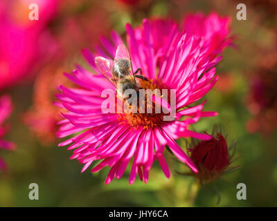 Abeille sur l'aster d'automne rose - Abeille sur une rose aster, Biene auf rosa Herbstaster - Abeille sur une rose Aster Banque D'Images