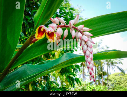 Fleur de Curcuma longa au jardin botanique de Highlands, l'île Maurice. Banque D'Images