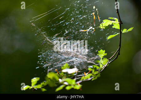 Filet araignée dans une branche - bas sur une branche, un Spinnennetz einem Zweig - bas sur une branche Banque D'Images