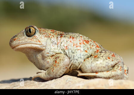 Longueur totale de l'image macro beau crapaud ail couleur ( Pelobates fuscus ) Banque D'Images