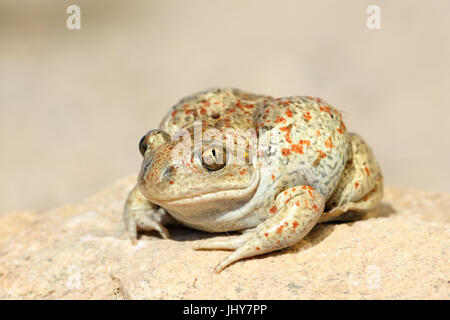 Close up de crapaud commun ( Pelobates fuscus ) Banque D'Images