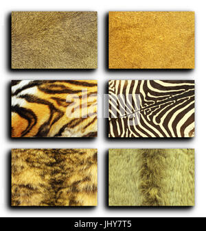 Collection de fourrures d'animaux sauvages sur fond blanc, cuir textures pour votre conception Banque D'Images