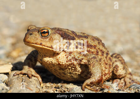 Les femelles de la brown toad close up, pleine longueur animal (Bufo ) Banque D'Images