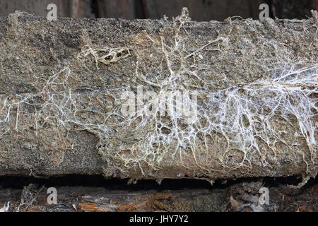 Champignon attaque sur poutre de bois, le mycélium de Serpula lacrymans et Fibroporia vaillantii Banque D'Images