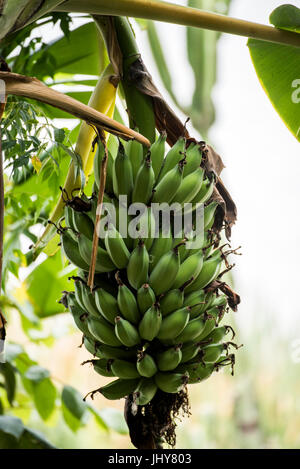 Bande de mûrissement des bananes sur arbre dans Addis Ababa Ethiopie Banque D'Images