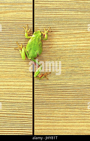 Rainette verte européenne grimper sur un meuble ( Hyla arborea ) ; ce mignon les grenouilles sont communs dans les jardins de sorte qu'ils entrent les maisons parfois Banque D'Images