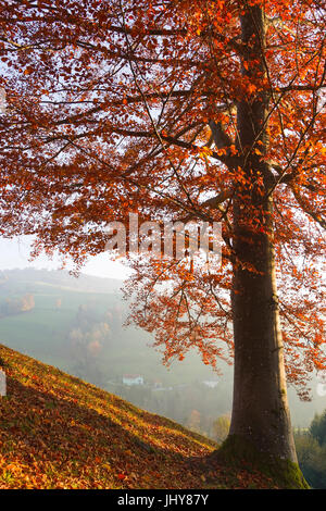 Hêtre en automne, la montagne Dimanche, jus de fruits, Basse Autriche, Autriche - hêtre en automne, l'Autriche, Basse Autriche, jus de fruit trimestre regi Banque D'Images