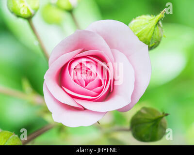 Rose rose fleur sur fond naturel Banque D'Images