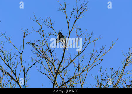 Pied Oriental calao (Anthracoceros albirostris) est niché au-dessus de la cime des arbres dans la jungle sur ciel bleu. Banque D'Images