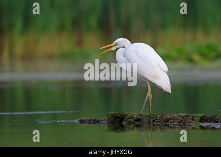Grande Aigrette en plumage nuptial dans le delta du Danube Roumanie Banque D'Images
