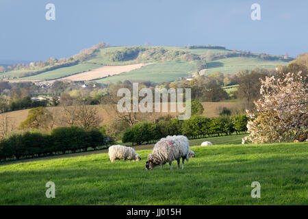 Avis de Meon Hill avec des moutons et des fleurs blanches au printemps, Mickleton, Cotswolds, Gloucestershire, Angleterre, Royaume-Uni, Europe Banque D'Images