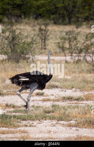 Autruche mâle qui traverse Savannah dans Etosha National Park, Namibie Banque D'Images