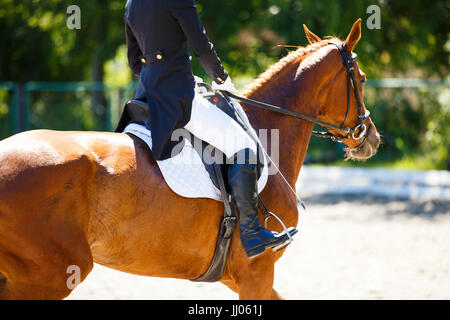 Close up image de cheval avec l'oseille, à des compétitions de sports équestres de dressage. Détails de l'équipement équestre Banque D'Images