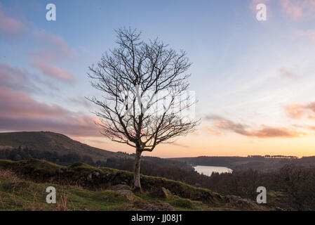 Arbre isolé au-dessus du lac Banque D'Images