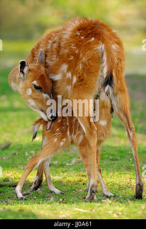 Sitatunga, infirmières jeunes nouveau-né / (Tragelaphus spekei, Tragelaphus spekii) | Sitatunga, Jungtier Weibchen saeugt neugeborenes Banque D'Images