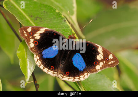 Bleu foncé / Pansy (Junonia oenone) | Schmetterling / (Junonia oenone) Banque D'Images