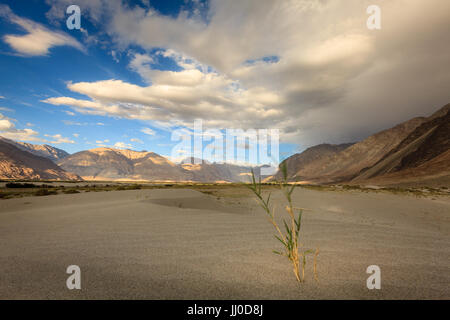 Dunes de sable dans la vallée de Nubra au Ladakh, au Cachemire, en Inde Banque D'Images