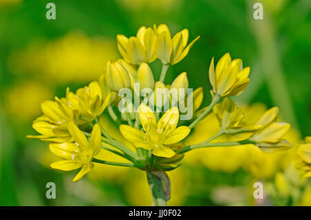 L'ail doré (Allium moly) / / Jaune Oignon, poireau Liliy | Gold-Lauch / (Allium moly) / Pyrenaeen-Gold Pyrenäen-Gold-Lauch,-Lauch Banque D'Images