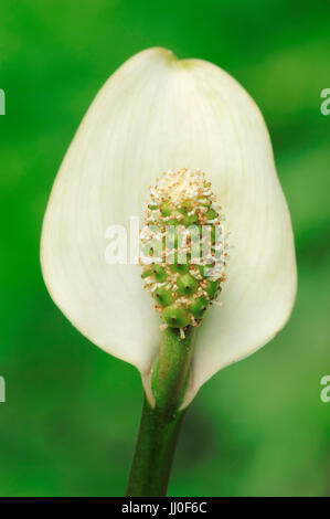 Arum d'eau, de l'Allemagne / (Calla palustris) / Water-Dragon sauvages, Calla, Bog Arum | Schlangenwurz, Deutschland / (Calla palustris) Banque D'Images