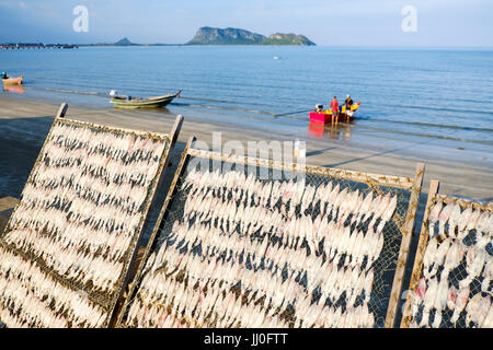 Calmars séchant sur la promenade de la plage de Prachuap Bay, Prachuap Khiri Khan, Thaïlande. Banque D'Images