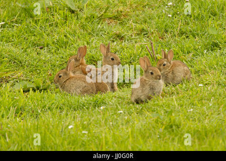 Les jeunes lapins (Oryctolagus cuniculus) dans le groupe à l'extérieur de burrow, Ecosse Banque D'Images